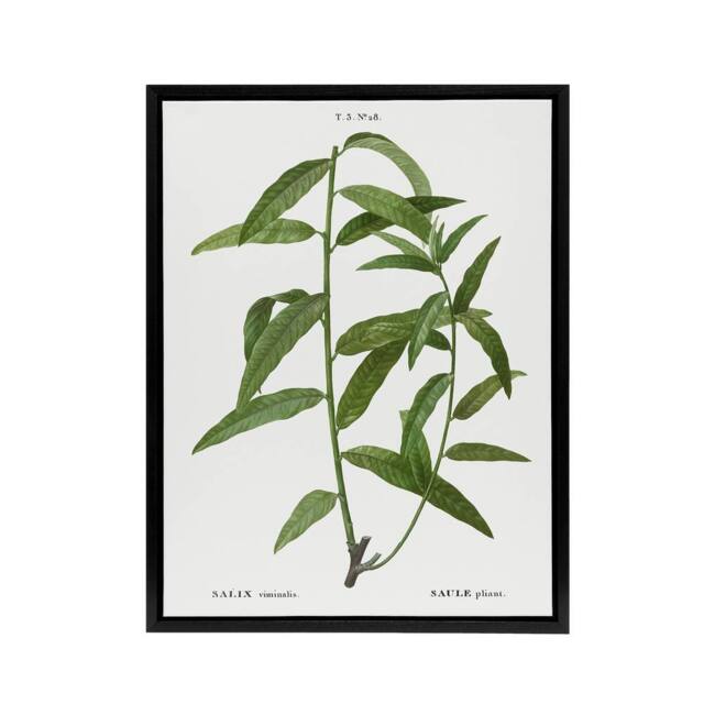 "Artery8 Basket Willow Botanical Redoute Vintage Black Framed Canvas Wall Art in White - Size: W12"" x H16""" - image 1