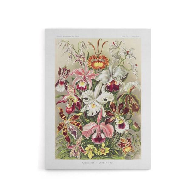 "Artery8 Orchid Flower Colourful Varieties Haeckel Canvas Wall Art - Size: W18"" x H24""" - image 1