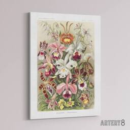 "Artery8 Orchid Flower Colourful Varieties Haeckel Canvas Wall Art - Size: W18"" x H24""" - thumbnail 2