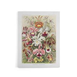"Artery8 Orchid Flower Colourful Varieties Haeckel Canvas Wall Art - Size: W18"" x H24""" - thumbnail 1
