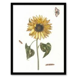 "Artery8 Sunflower Caterpillar & Two Butterflies Teyler Framed Wall Art Print in White - Size: W12"" x H16""" - thumbnail 1