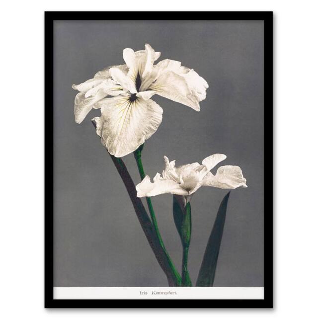Artery8 Ogawa Kazumasa Framed Wall Art Print White Water Iris Flowers in Grey - Size: A4 - image 1