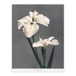 Artery8 Ogawa Kazumasa Framed Wall Art Print White Water Iris Flowers in Grey - Size: A4 - thumbnail 3