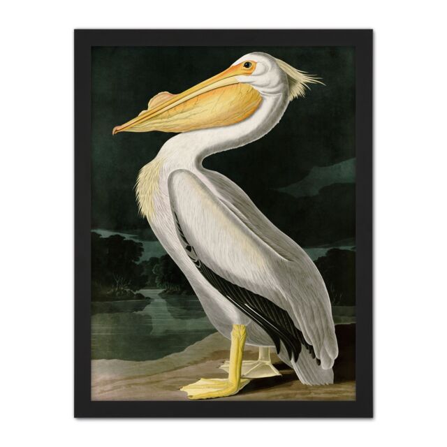"Artery8 Wall Art Print Audubon Birds White Pelican Painting Large Framed Wall Décor Art in Brown - Size: W18"" x H24""" - image 1
