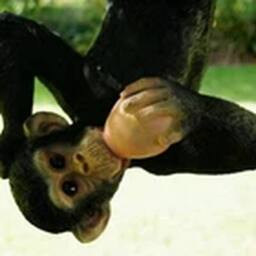 EONLION Monkey Garden Ornament Large Animal Statue Outdoor Decoration in Black - thumbnail 2