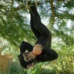 EONLION Monkey Garden Ornament Large Animal Statue Outdoor Decoration in Black - thumbnail 1