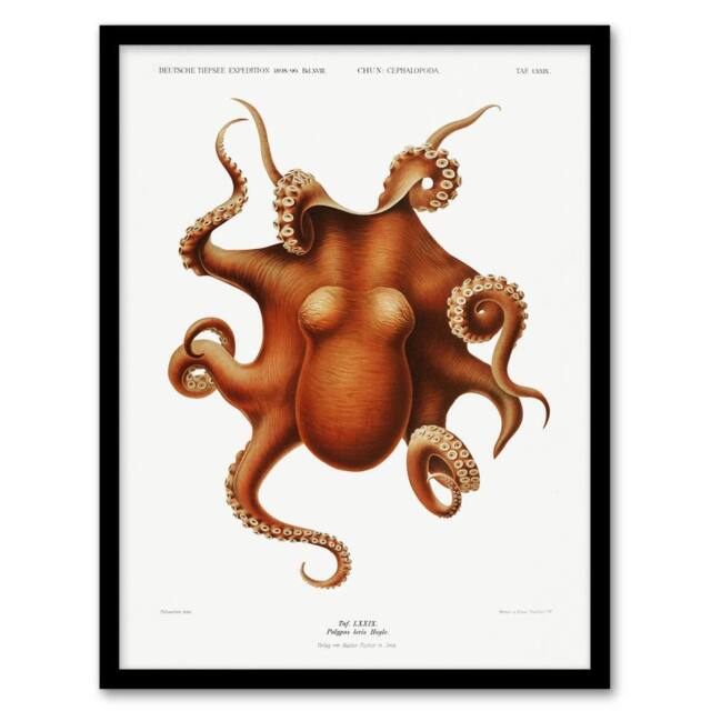 Artery8 Carl Chun Octopus Vintage Cephalopod Illustration Framed Art Print in White - Size: A3 - image 1