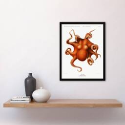 Artery8 Carl Chun Octopus Vintage Cephalopod Illustration Framed Art Print in White - Size: A3 - thumbnail 2
