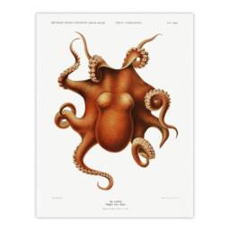 Artery8 Carl Chun Octopus Vintage Cephalopod Illustration Framed Art Print in White - Size: A3 - thumbnail 3
