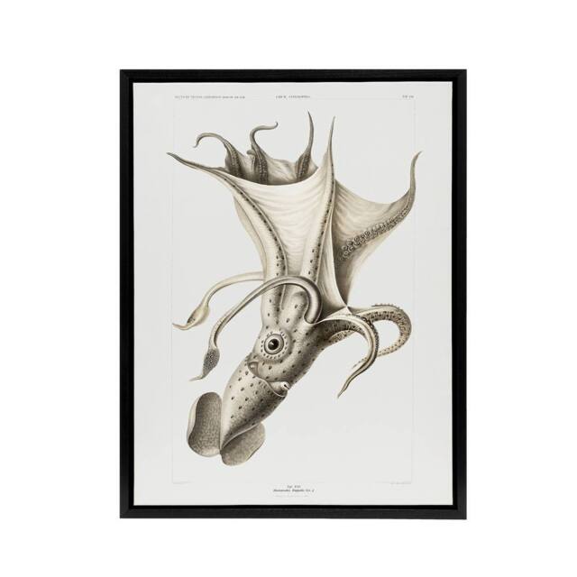 "Artery8 cockeyed squid illustration Carl Chun Framed Canvas Wall Art Print in White - Size: W12"" x H16""" - image 1