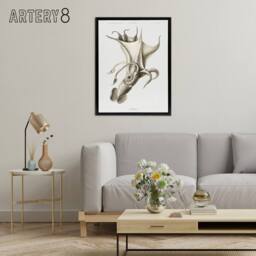 "Artery8 cockeyed squid illustration Carl Chun Framed Canvas Wall Art Print in White - Size: W12"" x H16""" - thumbnail 3