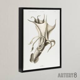 "Artery8 cockeyed squid illustration Carl Chun Framed Canvas Wall Art Print in White - Size: W12"" x H16""" - thumbnail 2
