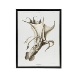 "Artery8 cockeyed squid illustration Carl Chun Framed Canvas Wall Art Print in White - Size: W12"" x H16""" - thumbnail 1