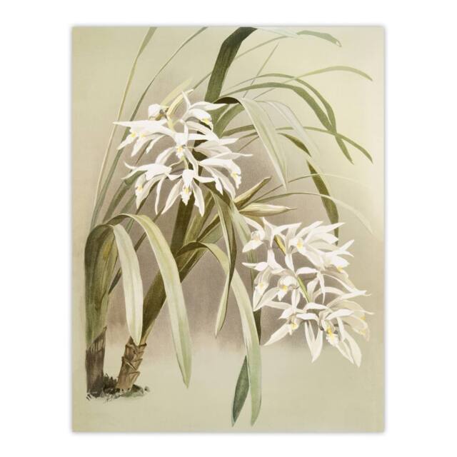 "Artery8 Frederick Sander Cymbidium Mastersi Orchid Flowers Wall Art Print - Size: W12"" x H16""" - image 1