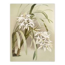 "Artery8 Frederick Sander Cymbidium Mastersi Orchid Flowers Wall Art Print - Size: W12"" x H16""" - thumbnail 1