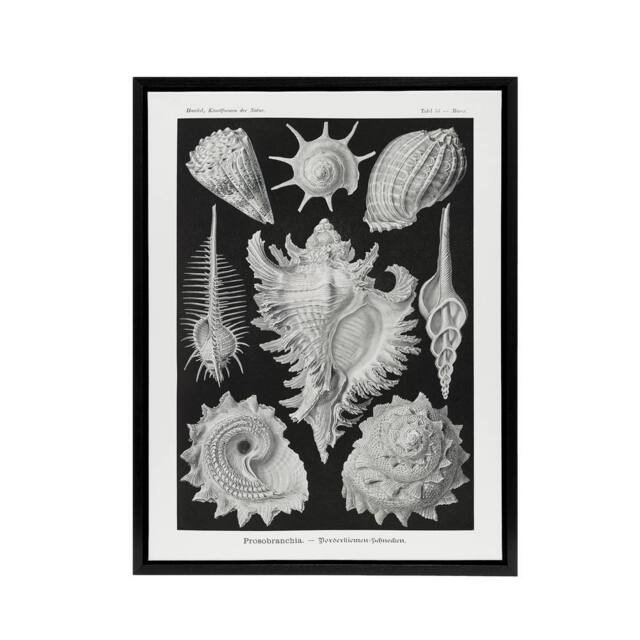 "Artery8 Sea Snail Shells Haeckel Botanical Black Framed Canvas Wall Art in White - Size: W12"" x H16""" - image 1