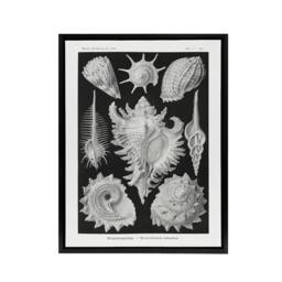 "Artery8 Sea Snail Shells Haeckel Botanical Black Framed Canvas Wall Art in White - Size: W12"" x H16""" - thumbnail 1
