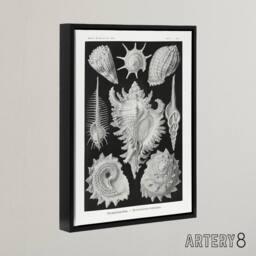 "Artery8 Sea Snail Shells Haeckel Botanical Black Framed Canvas Wall Art in White - Size: W12"" x H16""" - thumbnail 2