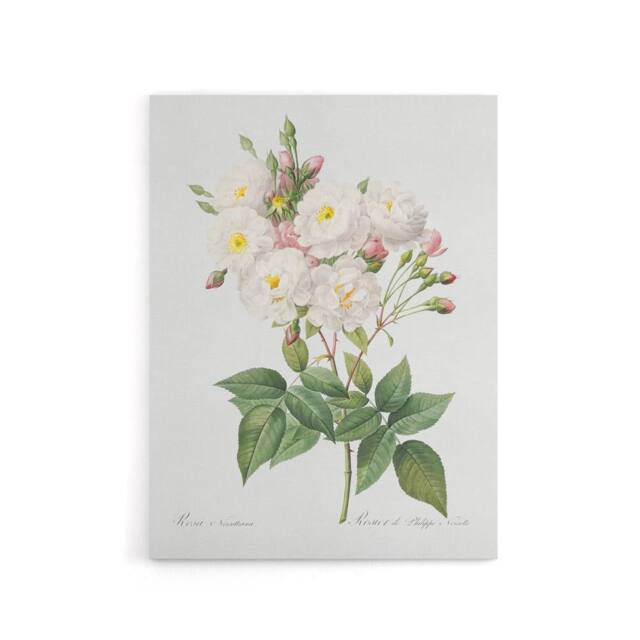 "Artery8 Noisette Rose Floral Redoute Vintage Canvas Wall Art in White - Size: W18"" x H24""" - image 1