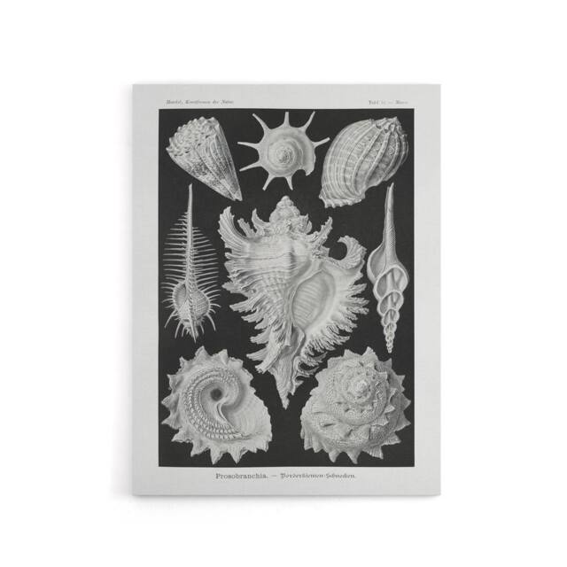 "Artery8 Sea Snail Shells Vintage Haeckel Botanical Canvas Wall Art in White - Size: W18"" x H24""" - image 1