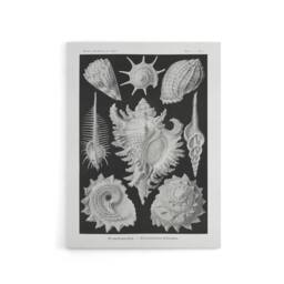 "Artery8 Sea Snail Shells Vintage Haeckel Botanical Canvas Wall Art in White - Size: W18"" x H24""" - thumbnail 1