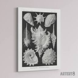 "Artery8 Sea Snail Shells Vintage Haeckel Botanical Canvas Wall Art in White - Size: W18"" x H24""" - thumbnail 2