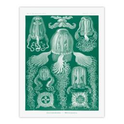 Artery8 Ernst Haeckel Framed Wall Art Print Cubomedusae Jellyfish Species in Green - Size: A4 - thumbnail 3