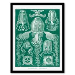 Artery8 Ernst Haeckel Framed Wall Art Print Cubomedusae Jellyfish Species in Green - Size: A4 - thumbnail 1