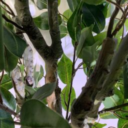 Leaf 100cm Realistic Artificial Ficus Tree / Plant Bush Ficus Gold Planter in Green - thumbnail 5