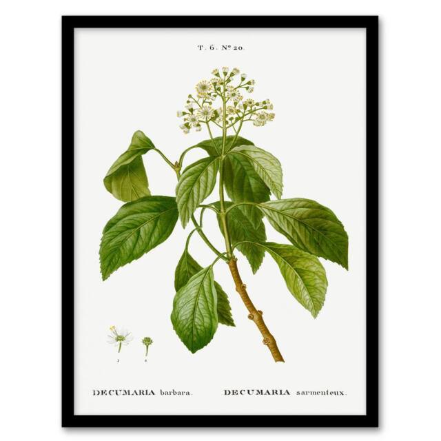 Artery8 Pierre J Redoute Framed Wall Art Print Climbing Hydrangea Flowers in White - Size: A4 - image 1