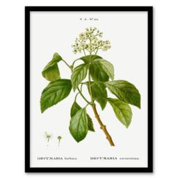 Artery8 Pierre J Redoute Framed Wall Art Print Climbing Hydrangea Flowers in White - Size: A4 - thumbnail 1