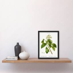 Artery8 Pierre J Redoute Framed Wall Art Print Climbing Hydrangea Flowers in White - Size: A4 - thumbnail 2