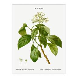 Artery8 Pierre J Redoute Framed Wall Art Print Climbing Hydrangea Flowers in White - Size: A4 - thumbnail 3