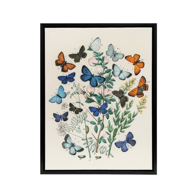 "Artery8 Blue & Orange Butterflies Kirby Vintage Black Framed Canvas Wall Art in White - Size: W12"" x H16""" - image 1