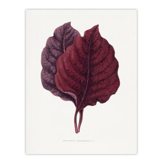 "Artery8 AF Lydon Benjamin Fawcett Red Amaranth Leaf Wall Art Print in White - Size: W12"" x H16""" - image 1