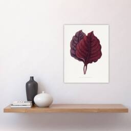 "Artery8 AF Lydon Benjamin Fawcett Red Amaranth Leaf Wall Art Print in White - Size: W12"" x H16""" - thumbnail 4