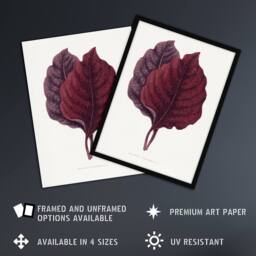 "Artery8 AF Lydon Benjamin Fawcett Red Amaranth Leaf Wall Art Print in White - Size: W12"" x H16""" - thumbnail 2