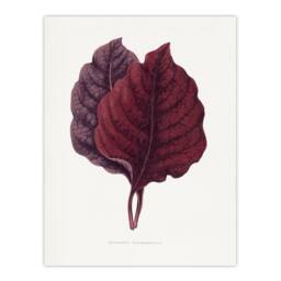 "Artery8 AF Lydon Benjamin Fawcett Red Amaranth Leaf Wall Art Print in White - Size: W12"" x H16""" - thumbnail 1