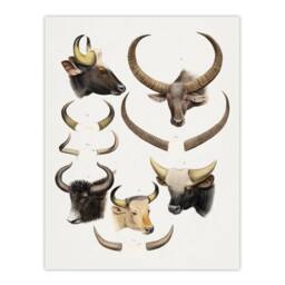 "Artery8 Bovine Animal Horns Vintage Illustration Lydekker Wall Art Poster in White - Size: W12"" x H16""" - thumbnail 1