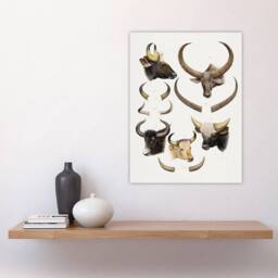 "Artery8 Bovine Animal Horns Vintage Illustration Lydekker Wall Art Poster in White - Size: W12"" x H16""" - thumbnail 4