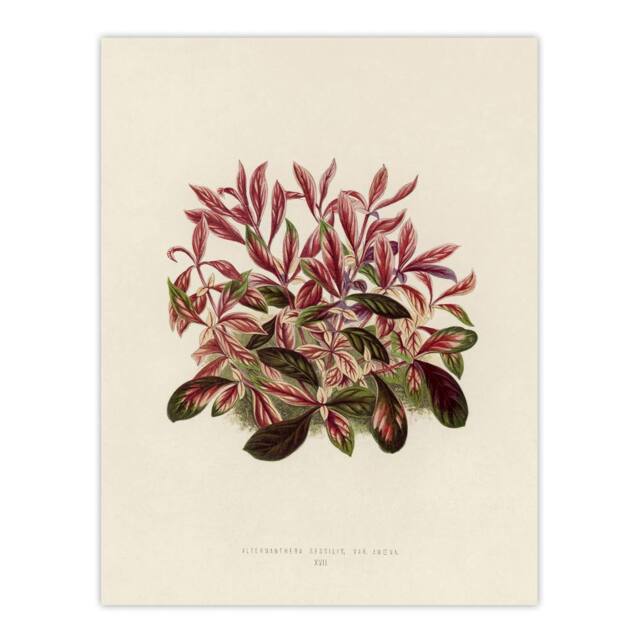 "Artery8 Vintage Botanical Dwarf Copperleaf Fawcett Wall Art Poster Print in Beige - Size: W24"" x H32""" - image 1