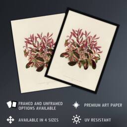 "Artery8 Vintage Botanical Dwarf Copperleaf Fawcett Wall Art Poster Print in Beige - Size: W24"" x H32""" - thumbnail 2