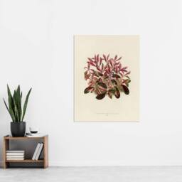 "Artery8 Vintage Botanical Dwarf Copperleaf Fawcett Wall Art Poster Print in Beige - Size: W24"" x H32""" - thumbnail 4