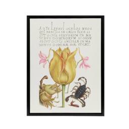 "Artery8 Larkspurs Tulip & Scorpion Calligraphy Framed Canvas Wall Art Print in White - Size: W12"" x H16""" - thumbnail 1