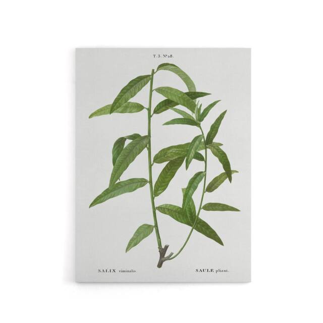 "Artery8 Basket Willow Botanical Redoute Vintage Canvas Wall Art in White - Size: W18"" x H24""" - image 1