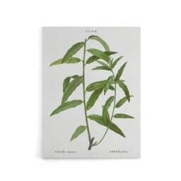 "Artery8 Basket Willow Botanical Redoute Vintage Canvas Wall Art in White - Size: W18"" x H24""" - thumbnail 1