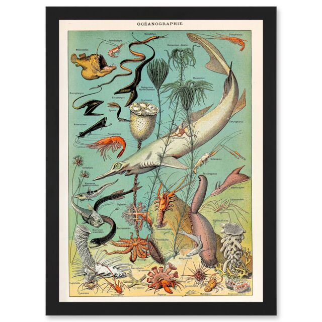 Artery8 Millot Encyclopedia vintage Ocean Fish Shark Prawns Nature Artwork Framed Wall Art Print A4 in Black - image 1