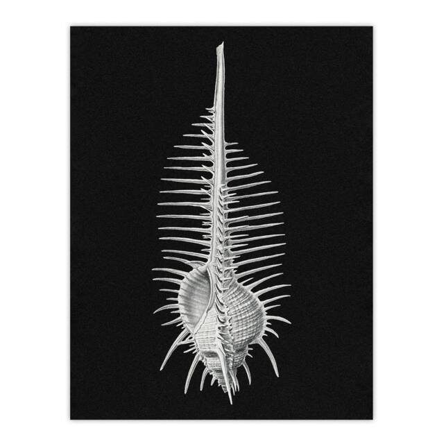 "Artery8 Sea Shell Sketch on Black Haeckel Botanical Wall Art Print Poster - Size: W24"" x H32""" - image 1