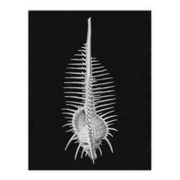 "Artery8 Sea Shell Sketch on Black Haeckel Botanical Wall Art Print Poster - Size: W24"" x H32""" - thumbnail 1