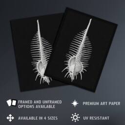 "Artery8 Sea Shell Sketch on Black Haeckel Botanical Wall Art Print Poster - Size: W24"" x H32""" - thumbnail 2